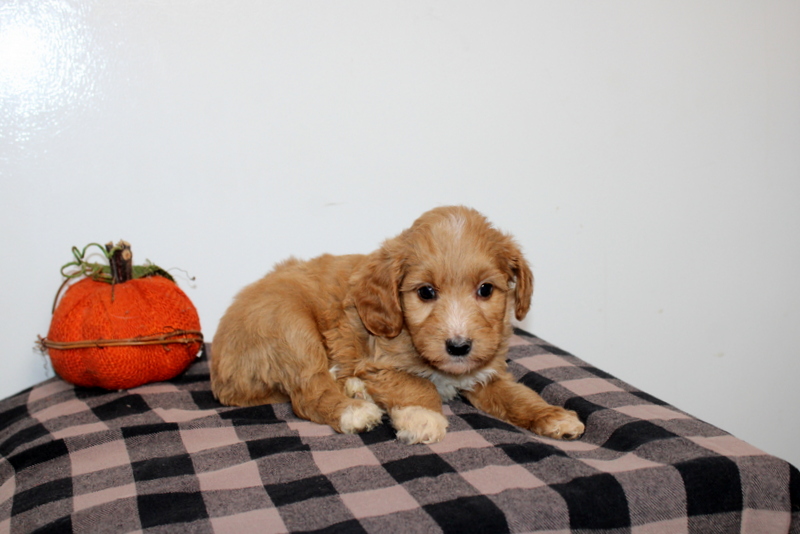 puppy, for, sale, , Matthew B. Stoltzfus, dog, breeder, Gap, PA, dog-breeder, puppy-for-sale, forsale, nearby, find, puppyfind, locator, puppylocator, aca